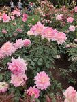 粉色嬌艷月季花綻放