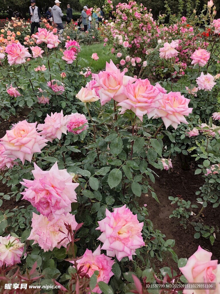 粉色嬌艷月季花綻放