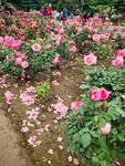 浪漫玫瑰花園 繁花似錦
