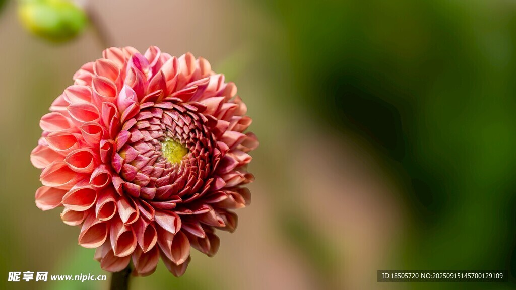嬌艷紅色菊花特寫