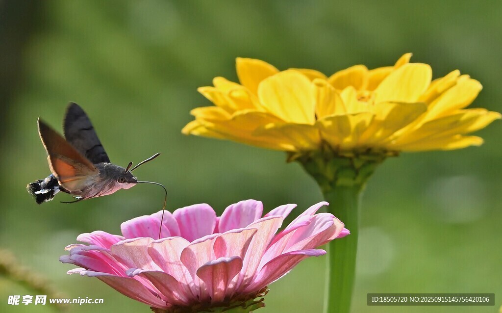 蜂鳥鷹蛾花間飛舞