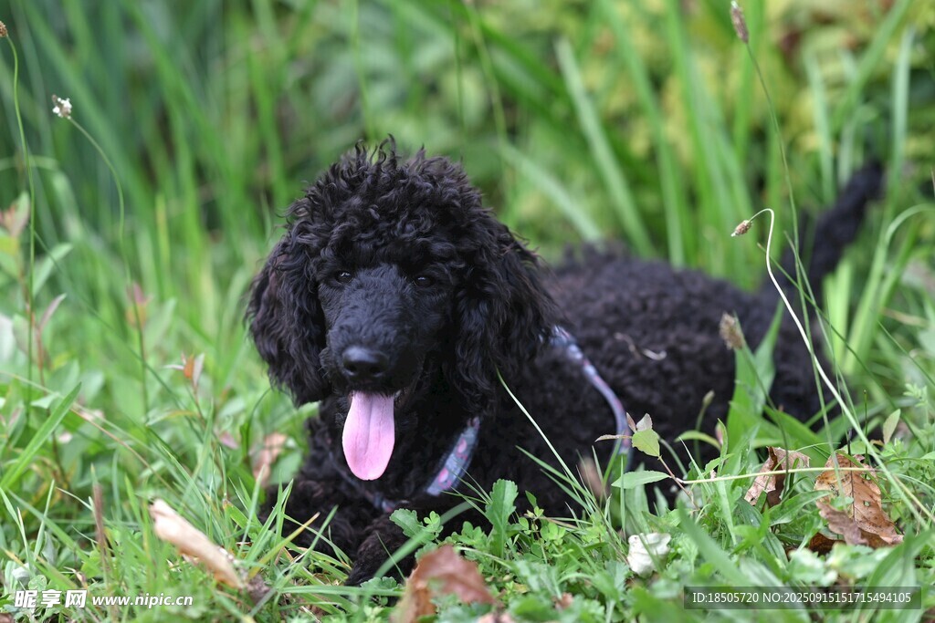 草地上吐舌的黑色貴賓犬