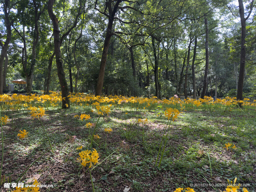 林間黃花綻放美景