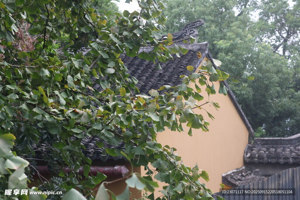 銀杏掩映下的古樸建筑