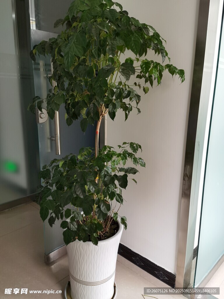 室內(nèi)綠植盆栽生機盎然