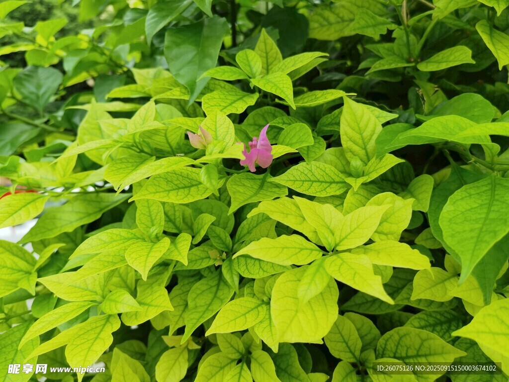 綠葉叢中一抹嬌艷粉花