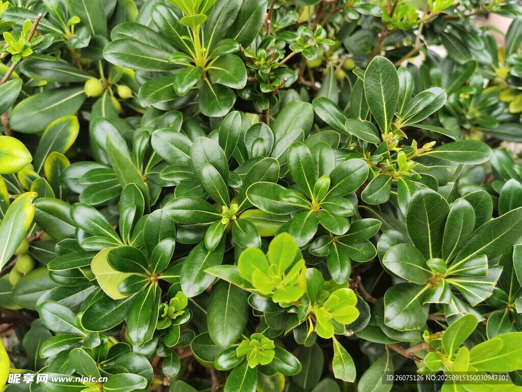 翠綠繁茂的灌木植物