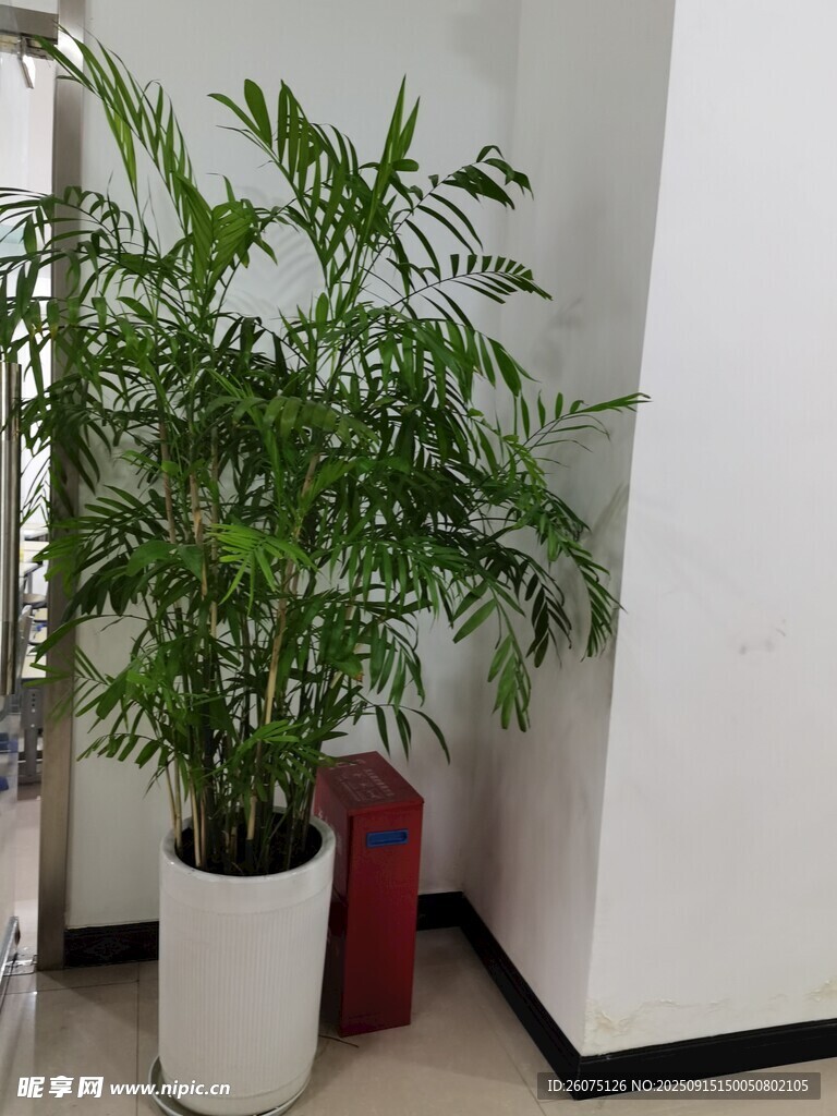 室內(nèi)角落的翠綠盆栽