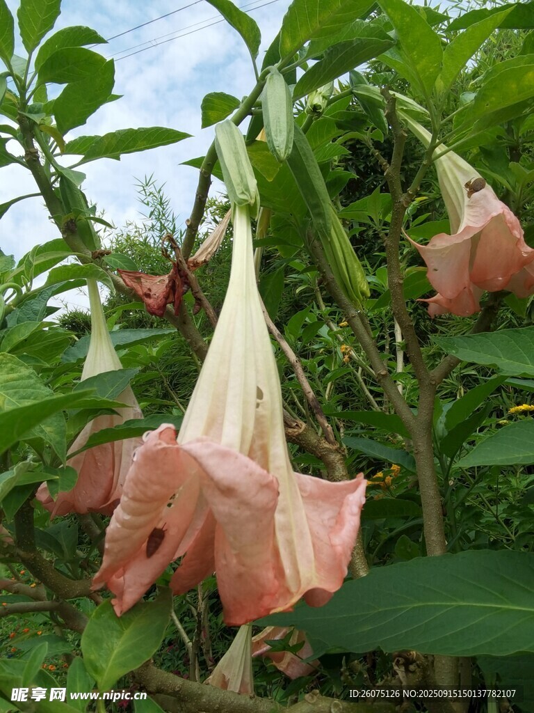 粉色曼陀羅花綻放枝頭
