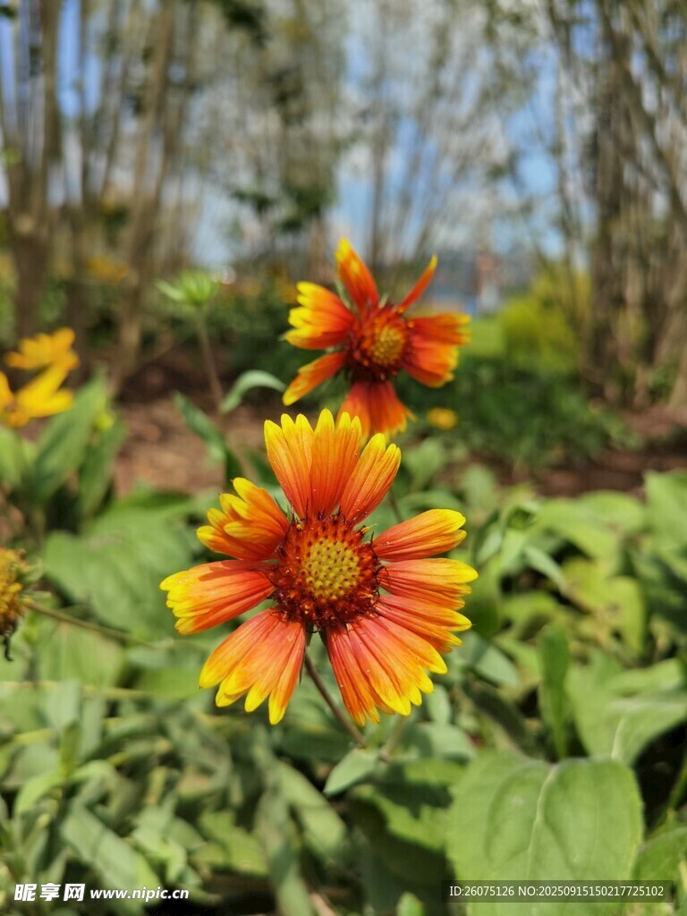 艷麗雙色花朵綻放綠葉間