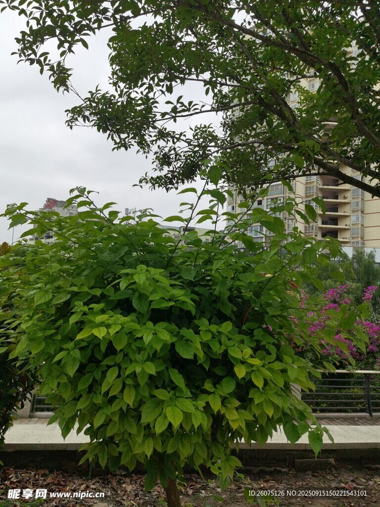 綠葉繁茂的街邊樹木