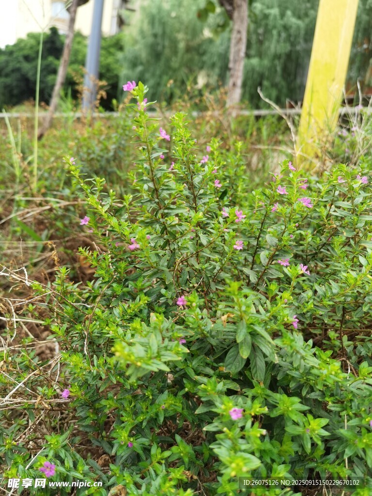 綠意盎然的植物景觀