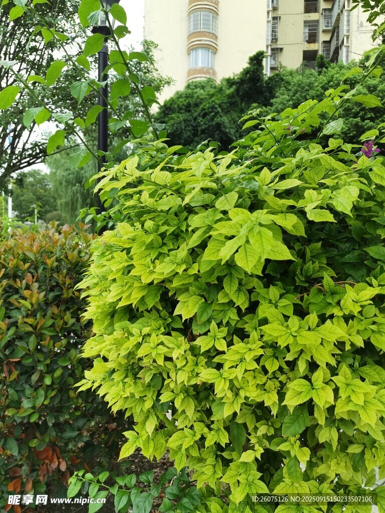 翠綠繁茂的戶外綠植景觀