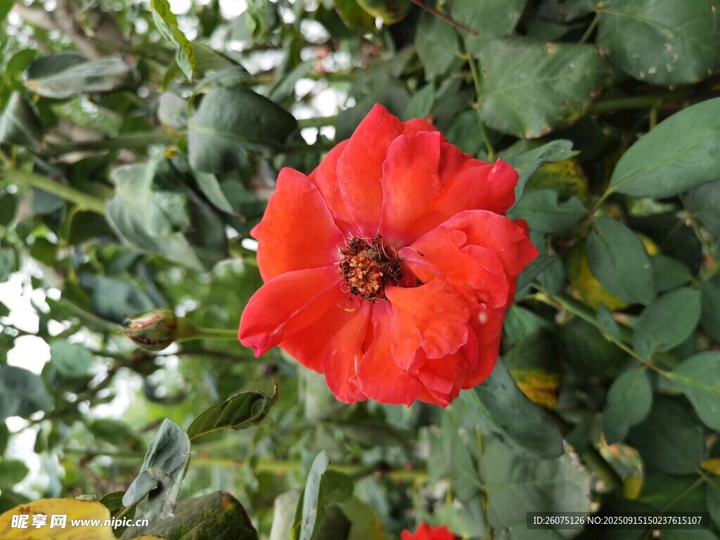 嬌艷紅玫瑰綻放綠葉間