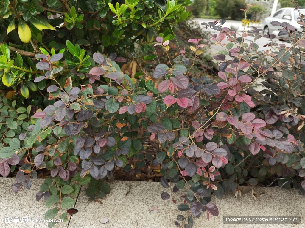 多彩枝葉植物景觀