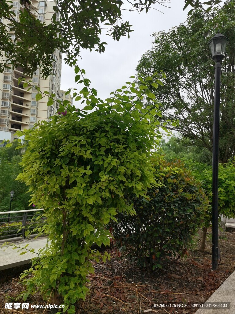 城市公園中的綠植景觀