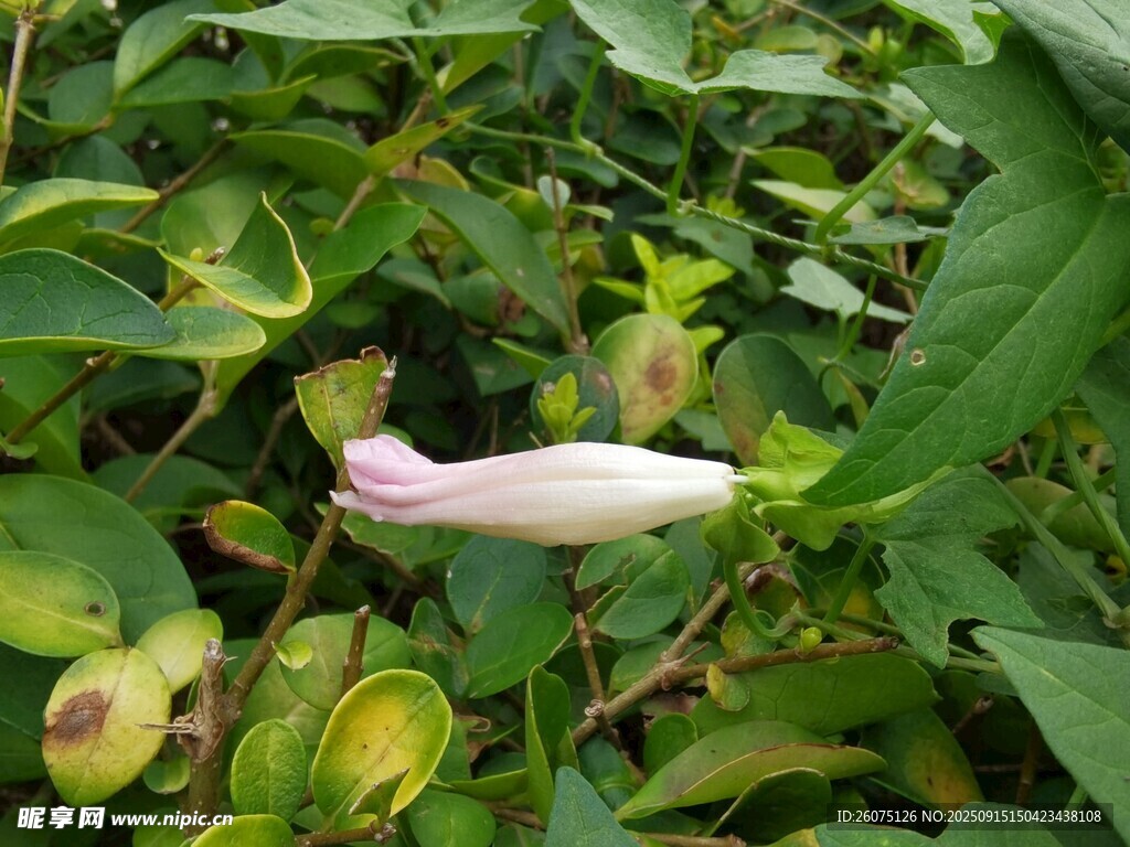 粉色花苞綻放于綠葉間