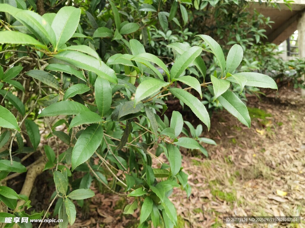 綠葉繁茂的灌木植物