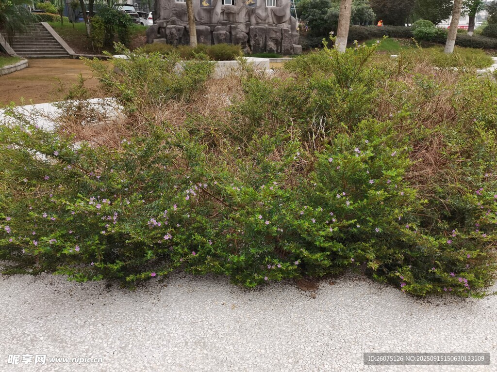 戶外叢生綠植景觀