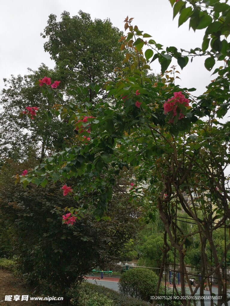 枝頭綻放的艷麗紅花