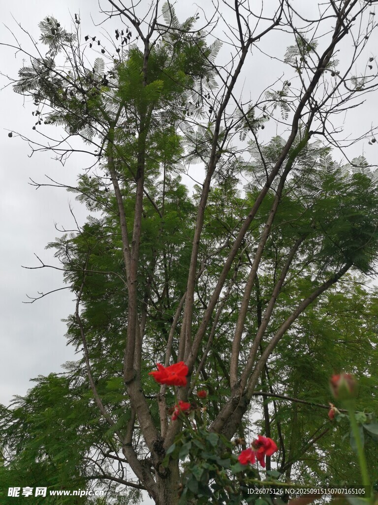 枝頭紅花映綠樹