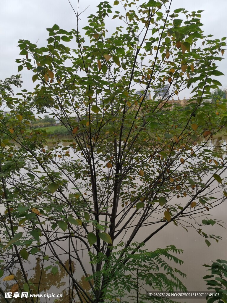 河邊綠樹展現(xiàn)自然景致