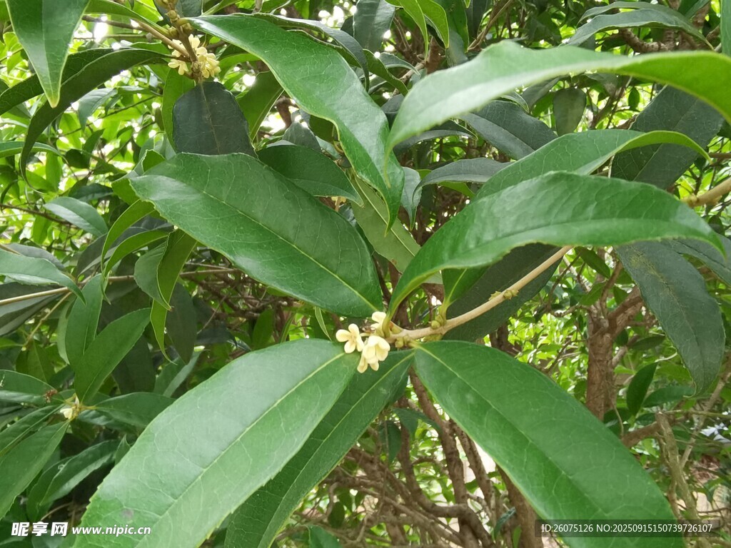 綠葉間綻放的小巧桂花