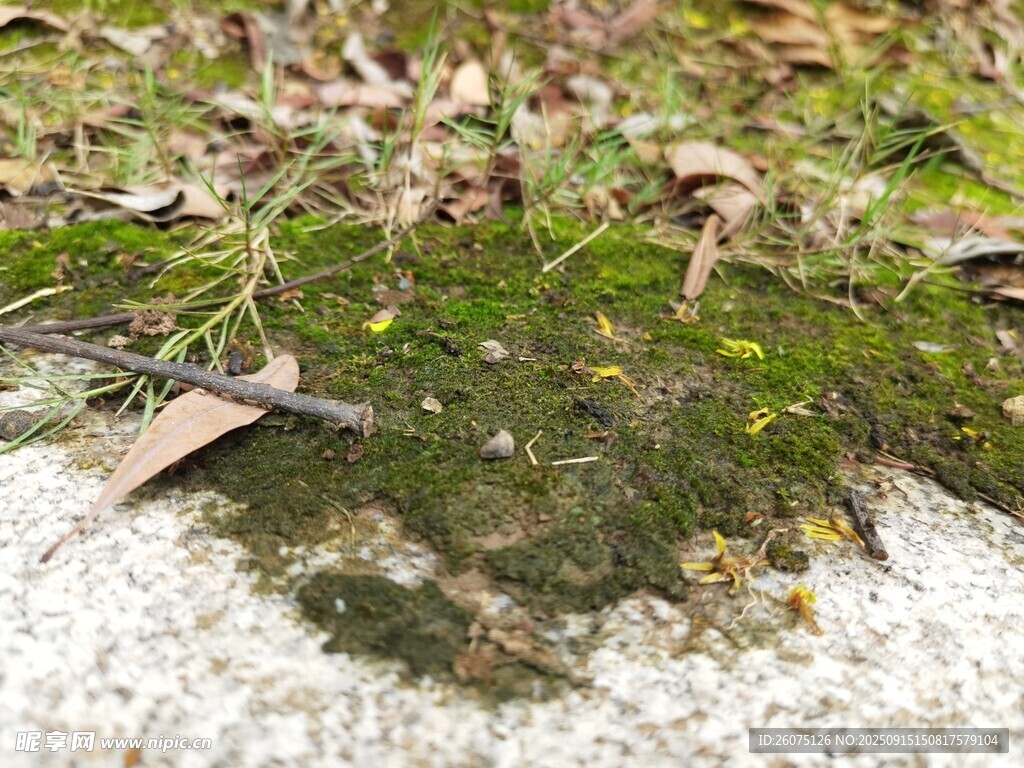 地面上生長的綠色苔蘚