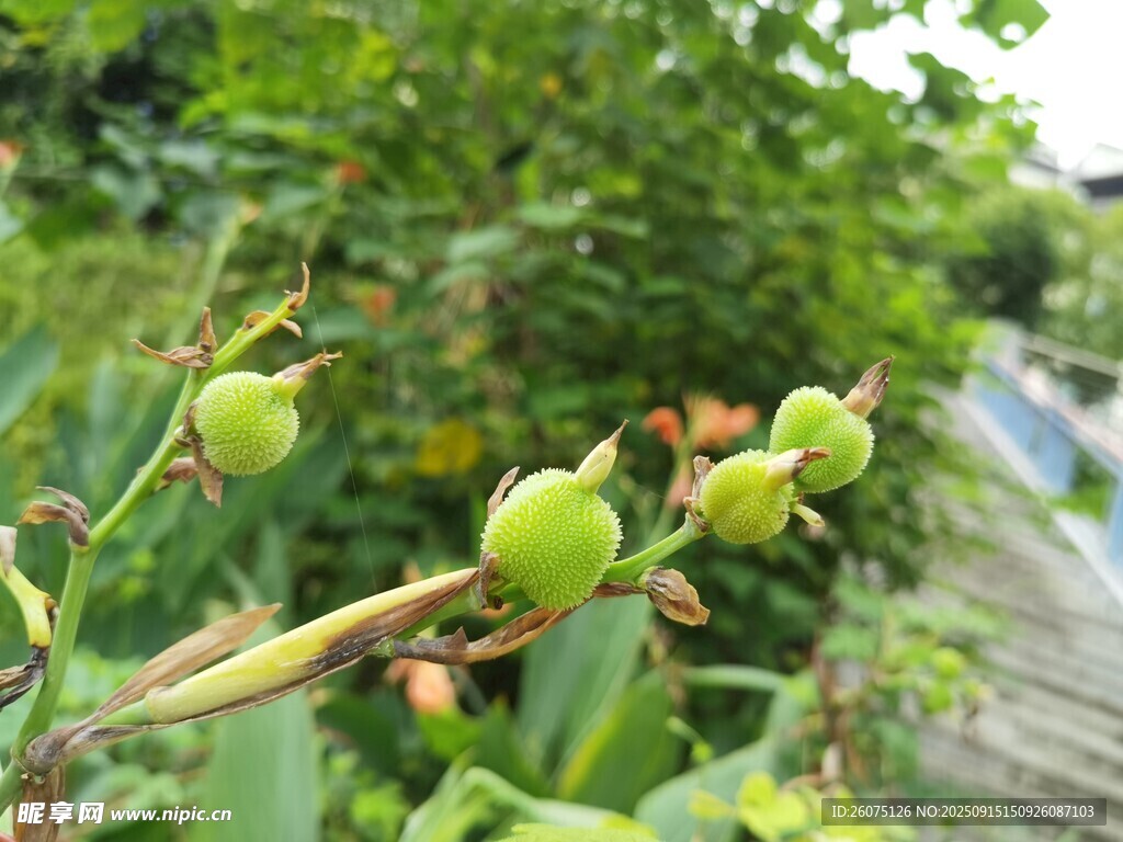 美人蕉枝頭果實(shí)自然清新景致