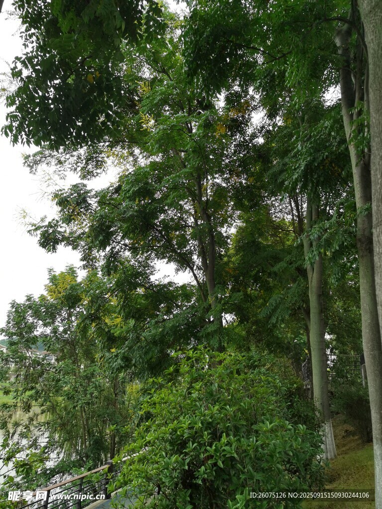 茂密樹林中的綠意景致