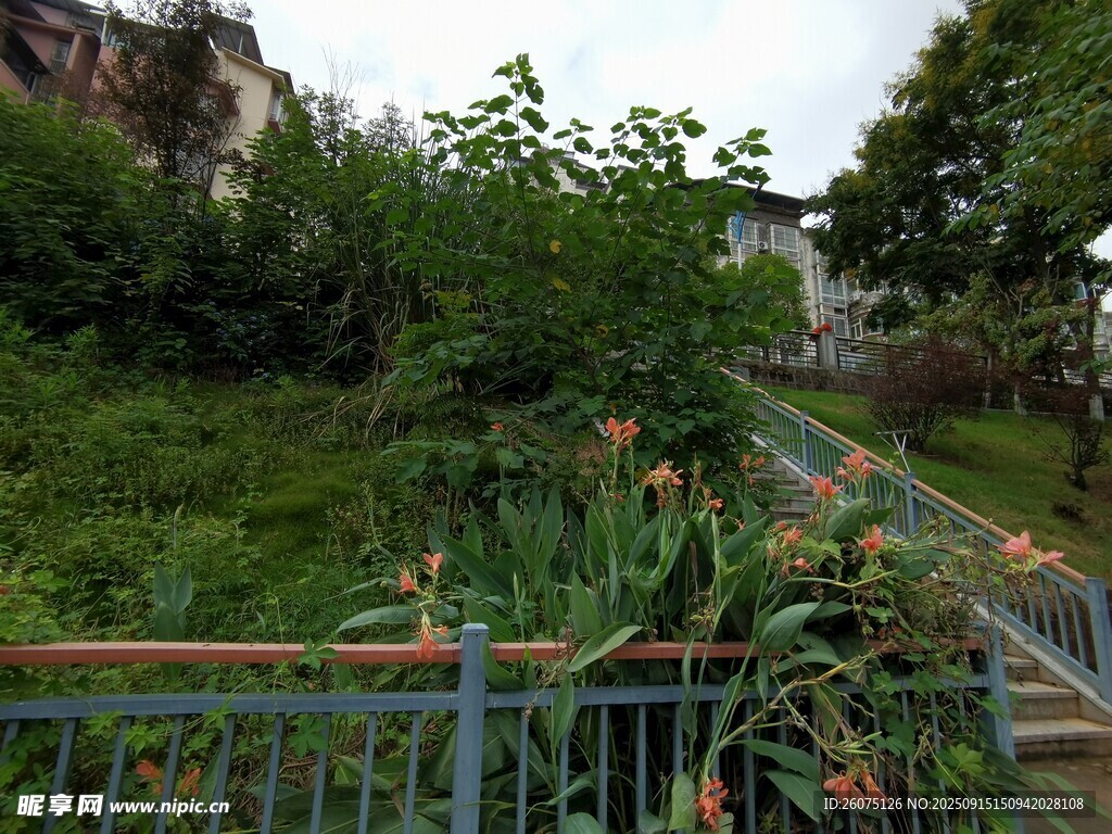 花園小徑綠植環(huán)繞景致美