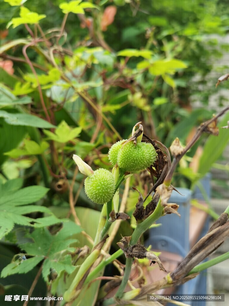 青番茄植株特寫(xiě)