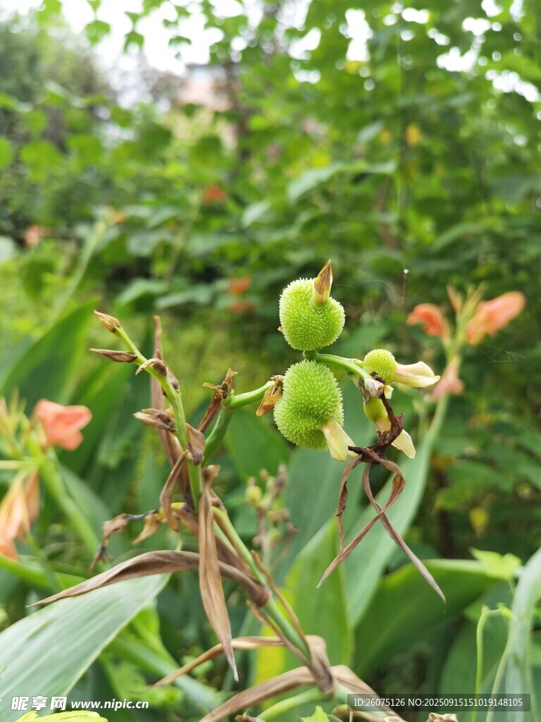 美人蕉枝頭青果