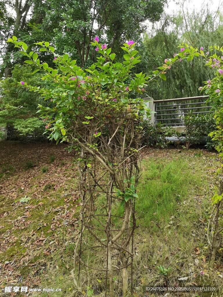 庭院中繁茂的綠植景觀