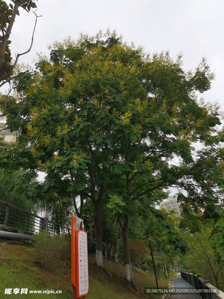 戶外綠樹(shù)與路旁標(biāo)識(shí)