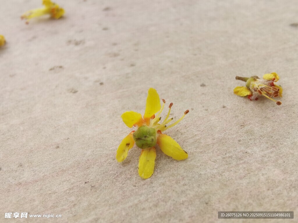 地面上的黃色小花