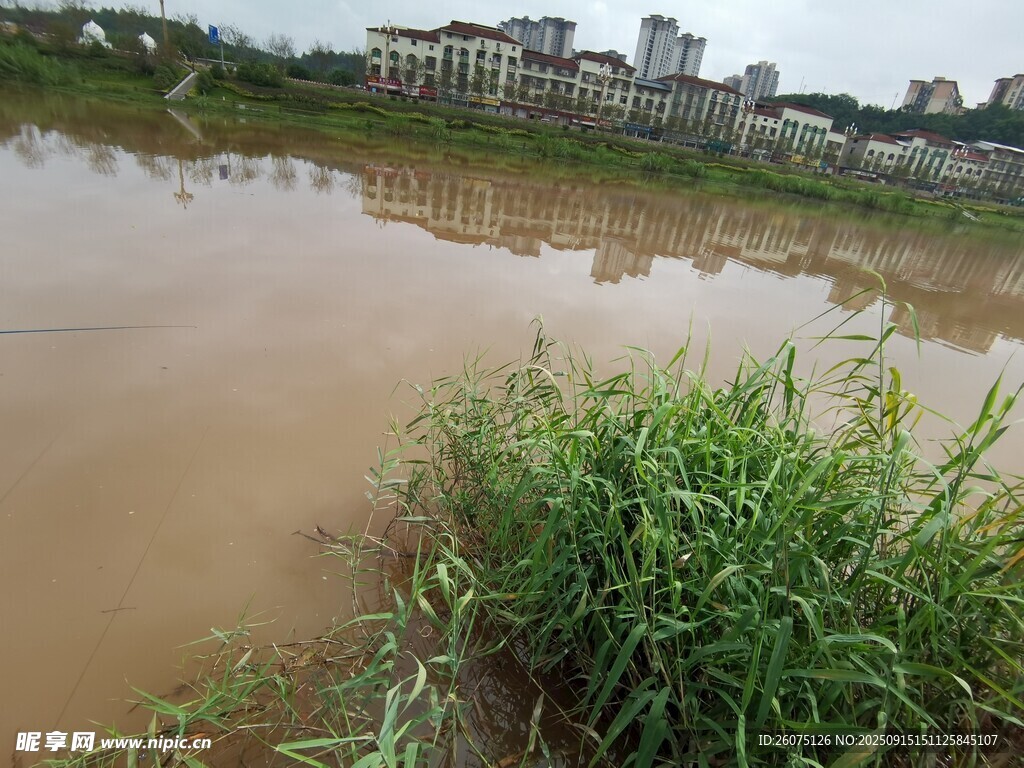 河邊泥水與綠植景觀