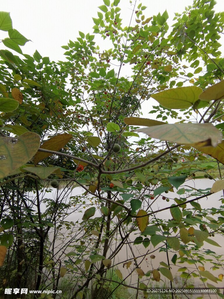 綠葉繁茂的樹木景觀