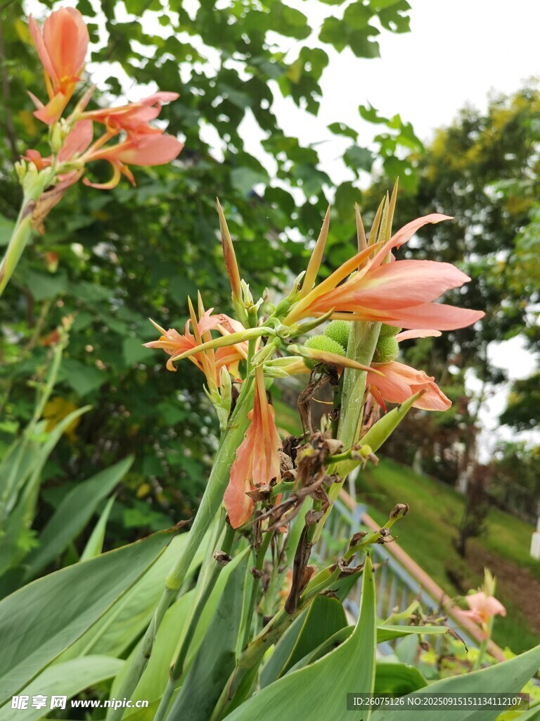 綻放的橙紅色花卉與綠葉