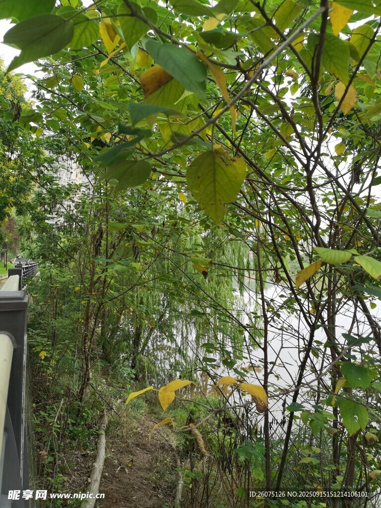 林間小徑綠植環(huán)繞的靜謐處