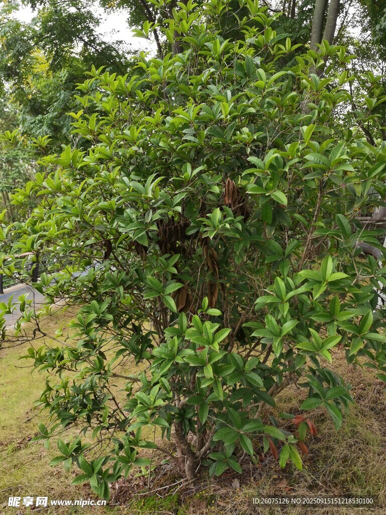 綠葉繁茂的戶外灌木