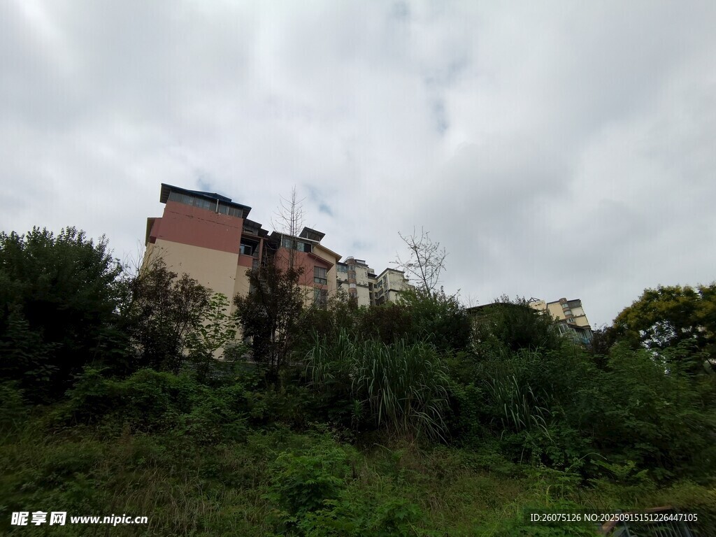 荒廢建筑隱于繁茂草木間