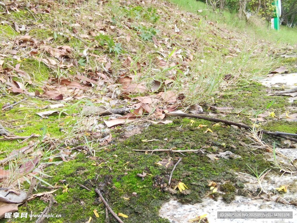 地面上的苔蘚與枯枝