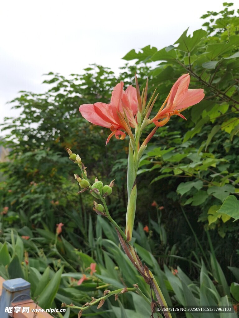 嬌艷綻放的朱頂紅花朵