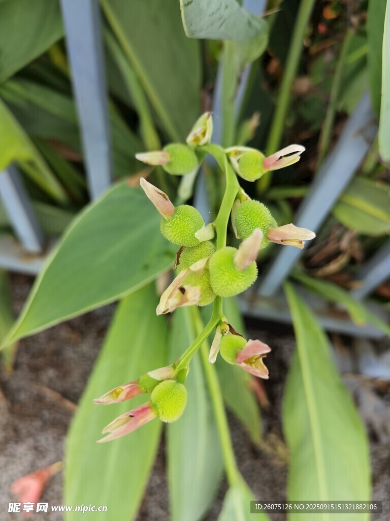 綠色植物花朵特寫(xiě)