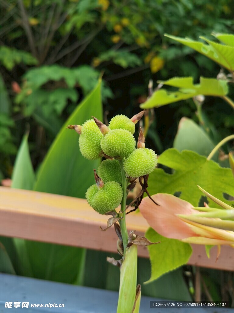 枝頭青果綠意盎然