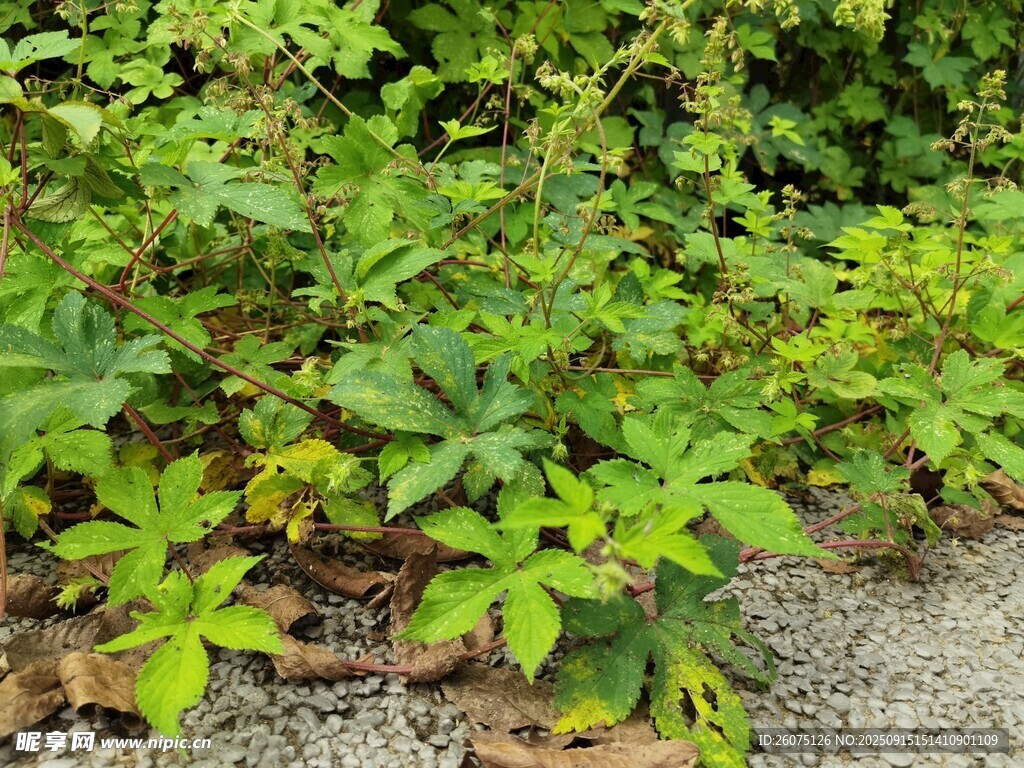 綠葉繁茂的地面植物景觀