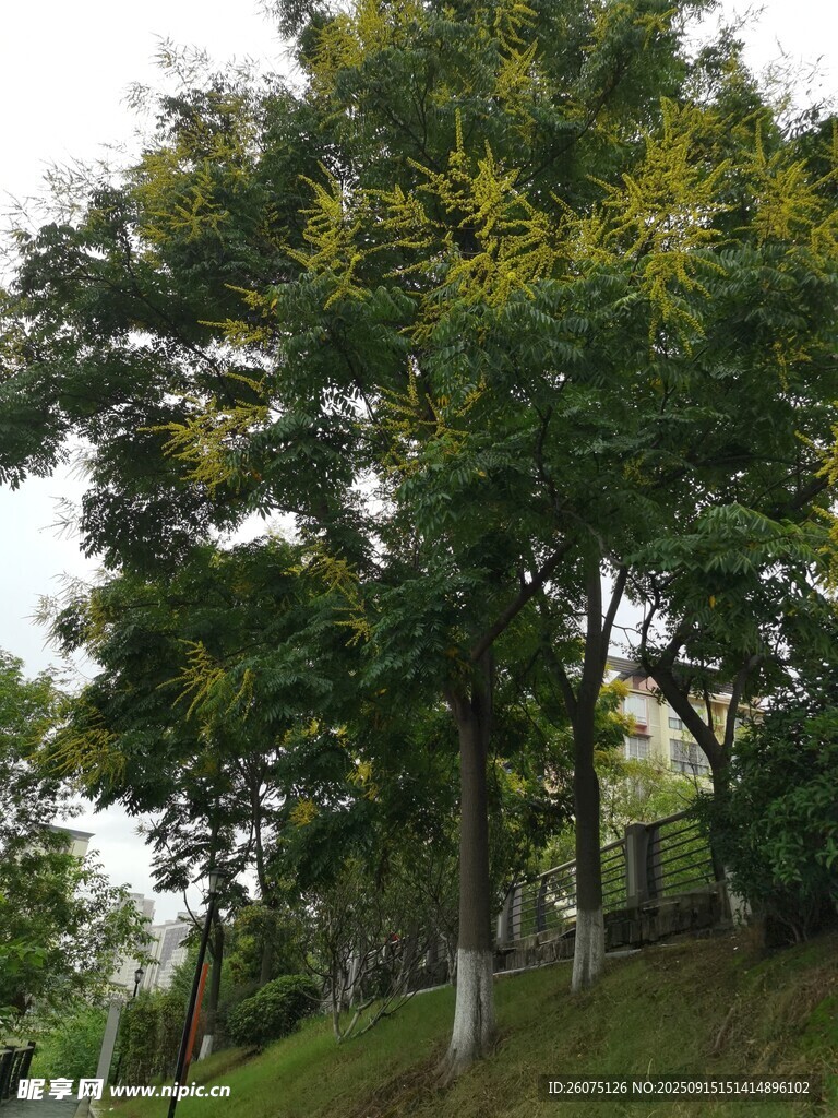 戶外蔥郁樹木風(fēng)景