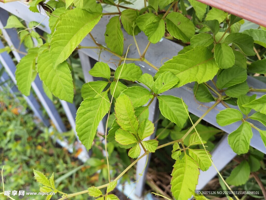 綠葉繁茂的植物攀爬圍欄