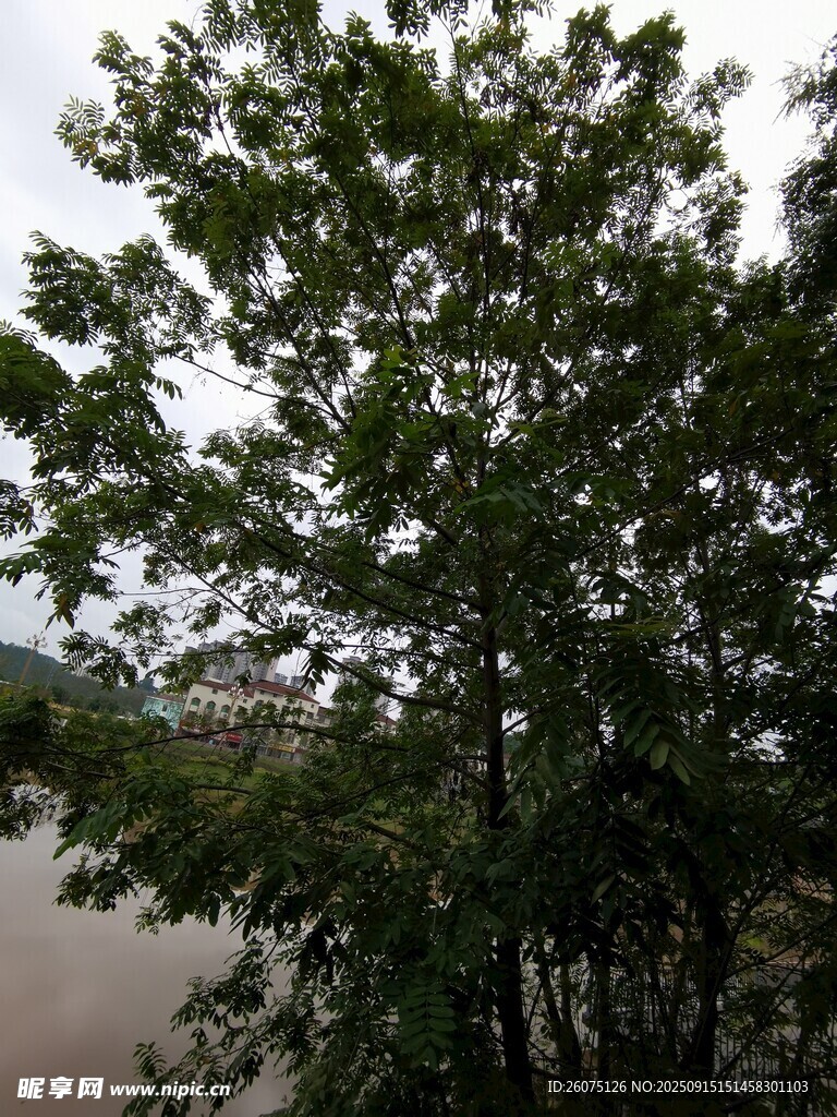 綠樹臨河風景